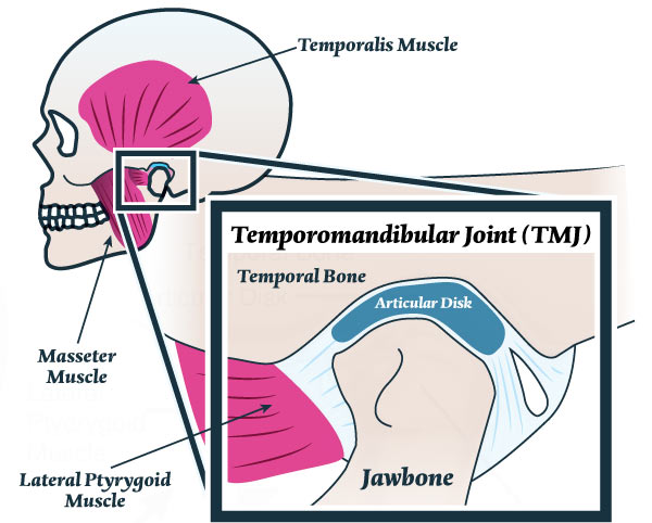 temporomandibular joint