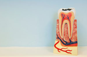 Cross-sectional image of a tooth, showing its internal structure.